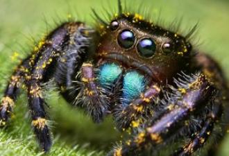 Λαϊκά σημάδια: αν εμφανιστούν αράχνες στο διαμέρισμα