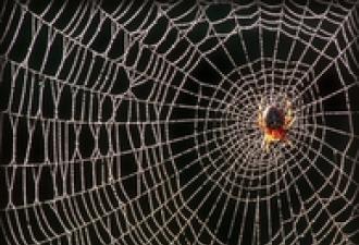 Защо паякът не се придържа към мрежата си?
